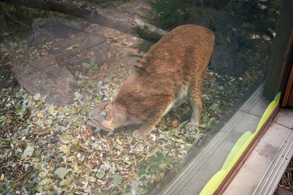 Lynx in the zoo eating a piece of raw meat