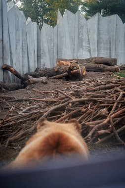 Vertical photo of bears looking at each other in the zoo