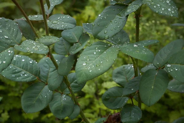 Leaves of roses flower with dew drops after rain