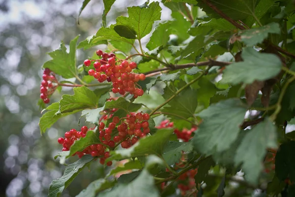 A red viburnum flower after the rain on the background of a defocused tree