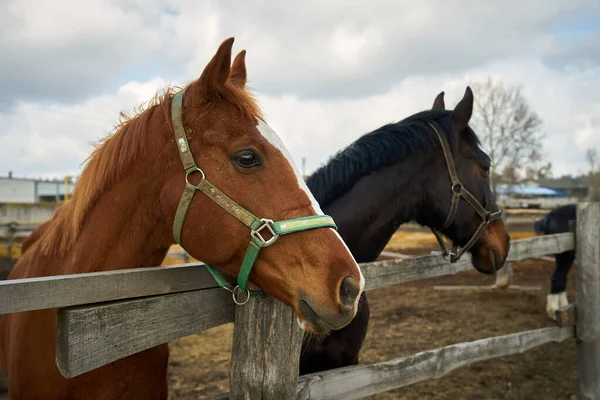 Portrait of two heads of black and brown horses on a farm behind a fence on a sky background
