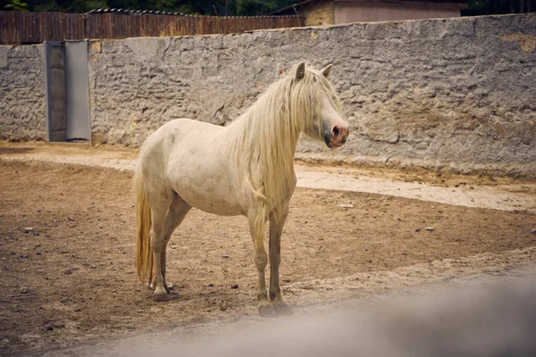 Full-length photo of a beautiful white horse with a lush mane in the zoo