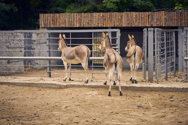 Three gray donkeys standing and looking in one direction in the zoo
