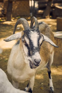 Vertical portrait photo of a horned goat looking away in a zoo.