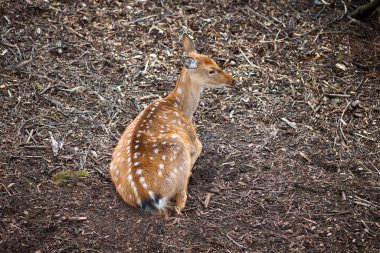 Genç benekli bir geyik hayvanat bahçesinde yerde yatıyor ve başka tarafa bakıyor.