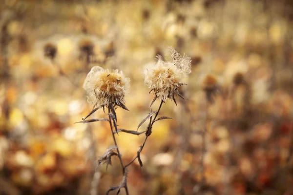 Small dry flowers of dandelions on the background of an autumn grass landscape in defocus