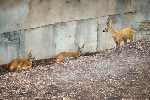 Hayvanat bahçesinde taş bir duvarın arkasında üç genç geyik.