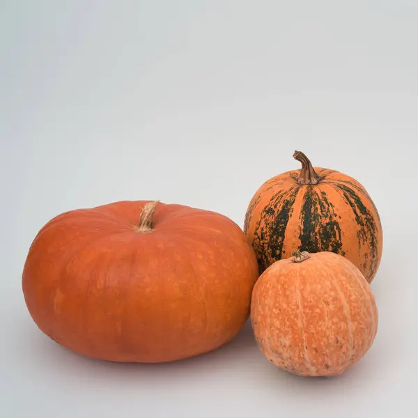 Kvadratfoto Tre Stora Orange Halloween Pumpor Vit Bakgrund — Stockfoto