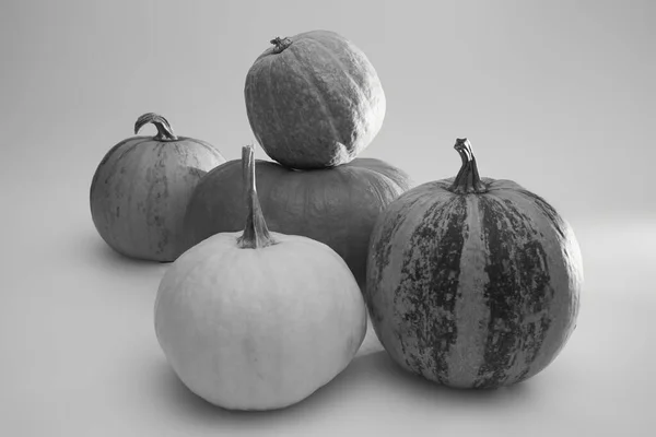Black and white photo of five big orange Halloween pumpkins on a white background