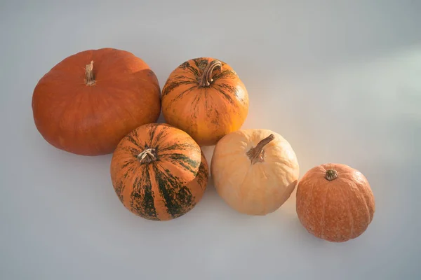 Beyaz arka planda beş büyük turuncu Cadılar Bayramı kabağı