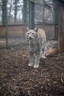 Hayvanat bahçesindeki kafeste tam boy bir vaşak.