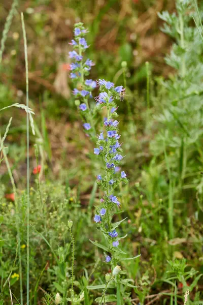Yeşil otların arka planında mavi tonlarda kır çiçeklerinin yakın plan fotoğrafı.