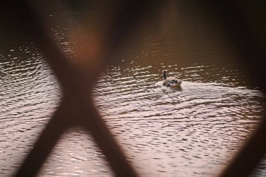 Sonbaharda bir gölde yüzen yalnız bir ördek ve ön planda ağaçtan bir çit.