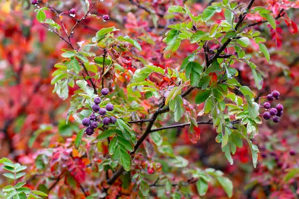 Autumn Time Autumn Rowan Colors Rainy Autumn Day Raindrops Rowan — Stockfoto