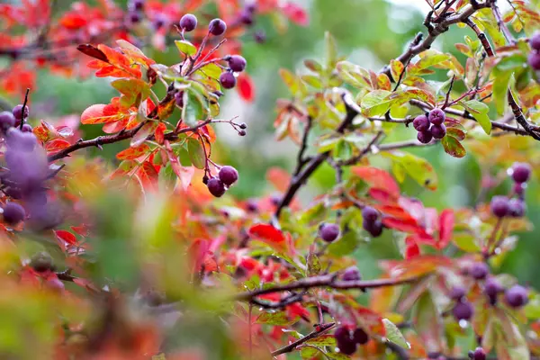 Sonbahar Sonbahar Rowan Renkleri Yağmurlu Sonbahar Günü Rowan Yağmur Damlaları — Stok fotoğraf