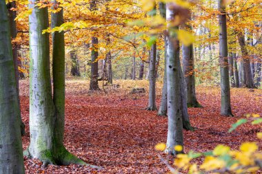 Sonbahar zamanı, renkli kayın ormanı, renkli orman manzarası, Fagus sylvatica