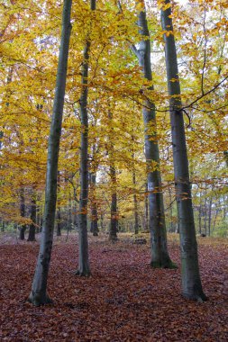 autumn time, autumn beech forest, colorful forest landscape, autumn forest park