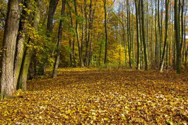 Sonbahar güneşli gün, renkli orman manzarası, sonbahar orman parkı.