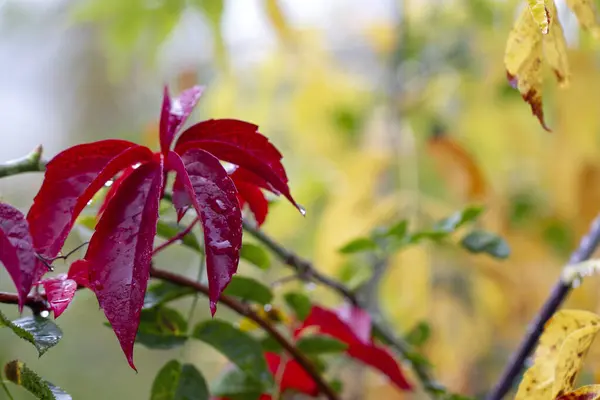 Herfst Kleurrijke Bladeren Kleurrijke Herfst Regendruppels Bladeren Rode Bladeren Herfst — Stockfoto