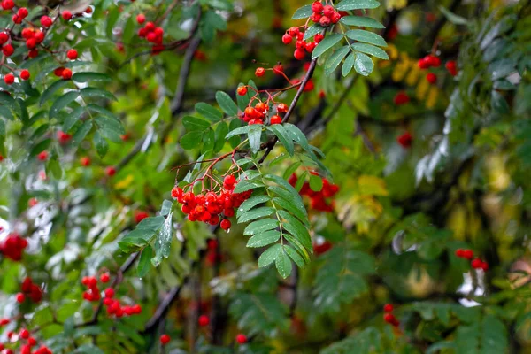 Herfsttijd Bosbessen Regen Regendruppels Bosbessenbladeren Sorbus Aucuparia — Stockfoto