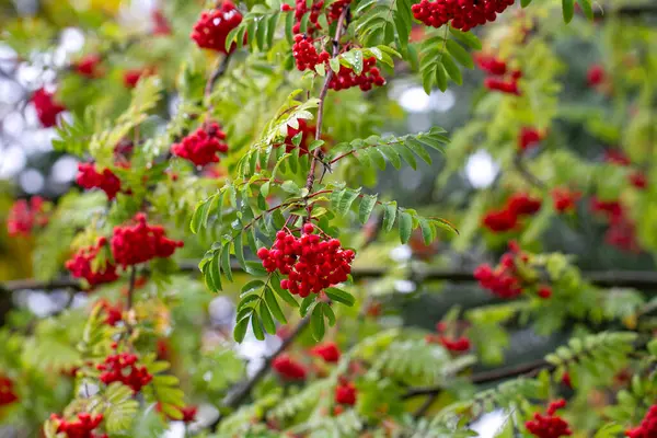 Sonbahar Zamanı Rowan Meyvesi Yağmurdan Sonra Kızılcık Yapraklarına Yağmur Damlaları — Stok fotoğraf