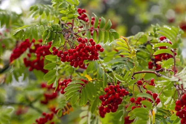 Sonbahar Zamanı Rowan Meyvesi Yağmurdan Sonra Kızılcık Yapraklarına Yağmur Damlaları — Stok fotoğraf