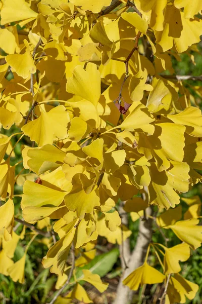 Colorful Autumn Yellow Autumn Ginkgo Leaves Autumn Sunny Day Ginkgo — Stockfoto