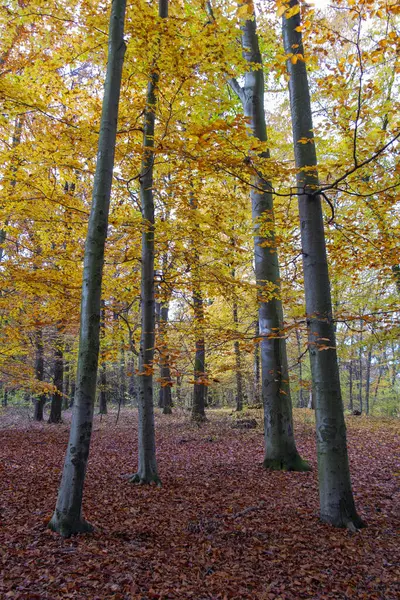 autumn time, autumn beech forest, colorful forest landscape, autumn forest park