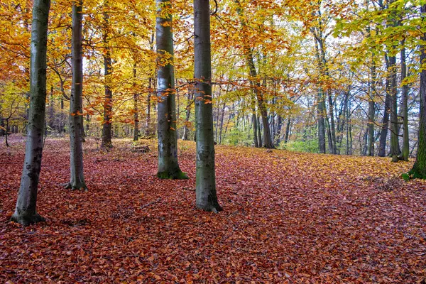 autumn time, autumn beech forest, colorful forest landscape, autumn forest park