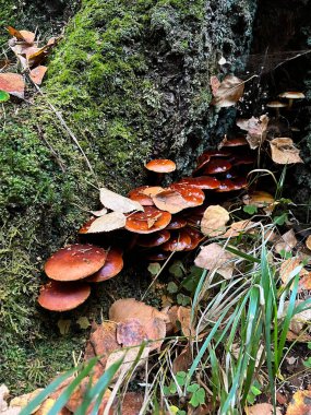 Bir huş ağacının gövdesinde bir sürü mantar, sonbahar zamanı.
