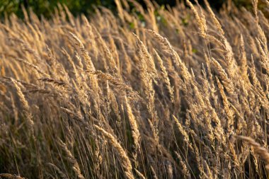 Güneşli sonbahar günü, manzara çimleri, çayır manzarası, güneşte ıslanmış çimenler. 