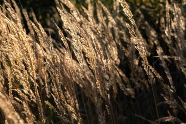 Güneşli sonbahar günü, manzara çimleri, çayır manzarası, güneşte ıslanmış çimenler. 