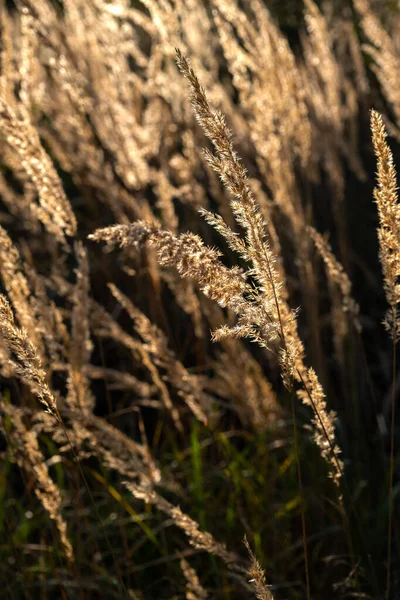 Słoneczny Jesienny Dzień Trawa Krajobrazowa Krajobraz Łąkowy Nasłoneczniona Trawa — Zdjęcie stockowe