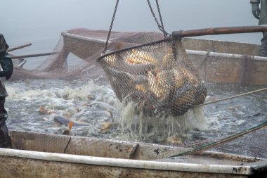 autumn fishing, autumn catch of the pond, carp hauling equipment, fish hauling