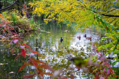 autumn time, ducks on the river, colorful autumn