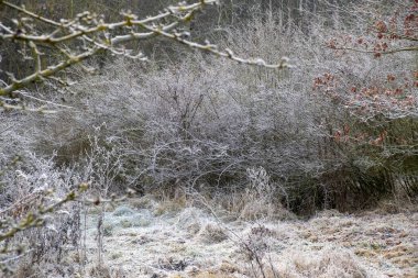 winter time, frost on plants, hoarfrost in the landscape, frosty morning