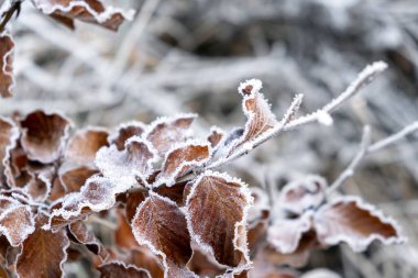 winter time, hoarfrost on the leaves, hoarfrost on beech leafs, fagus sylvatica