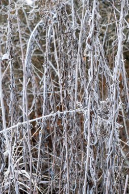 winter time, frost on the leaves, hoar frost on the plant, morning hoarfrost
