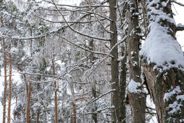 Kış zamanı, karla kaplı ağaç taçları, karla kaplı orman, karlı ve soğuk hava