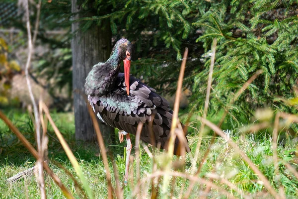black stork near forest, black stork in bush, wild animal, Ciconia nigra