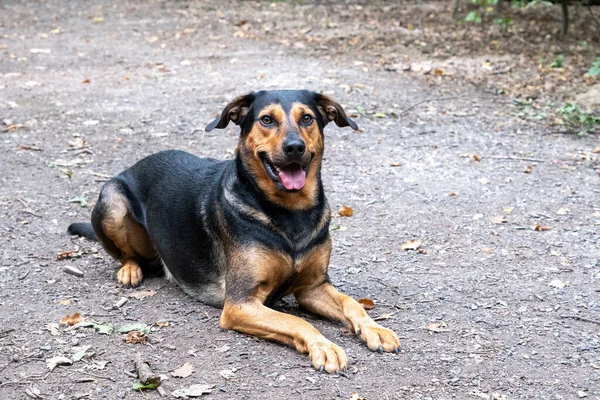 Ormanda melez, ormanda yatan köpek.