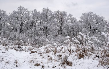 Kış zamanı, karla kaplı ağaçlar ve çalılar, kış masalı manzarası