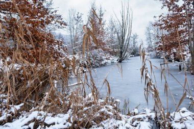 donmuş gölet, karla kaplı ağaçlar ve gölün etrafındaki bitkiler, buzlu manzara, kış peri masalı manzarası
