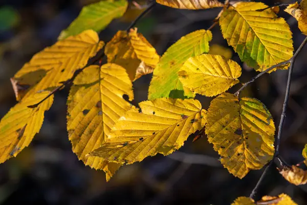 colorful autumn, sunny autumn day, hornbeam leafs, carpinus
