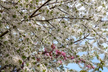 İlkbahar, kiraz ve sakura dalları, çiçek açmış ağaçlar, erik.