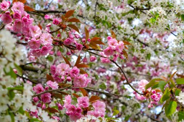 İlkbahar, sakura ve kuş kiraz dalları, çiçek açmış ağaçlar, erik.