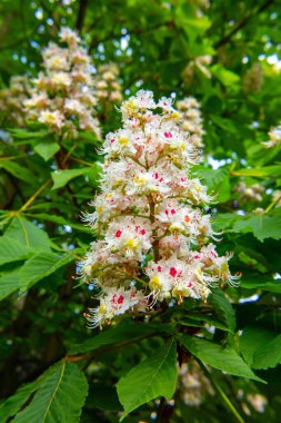 İlkbahar, kestane çiçeği, at kestanesi, Aesculus hipocastanum, kestane dalları ve ağaç.