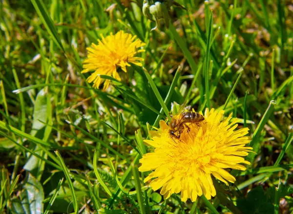 bee on dandelion, bee on flower, a bee pollinates a flower, spring time