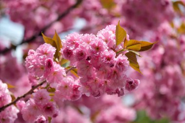 Sakura çiçeği, Japon kirazı, bahar ağacı çiçekleri, bahar çiçeği, erik serrulata