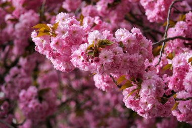 Sakura çiçeği, Japon kirazı, bahar ağacı çiçekleri, bahar çiçeği, erik serrulata